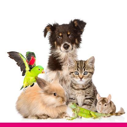 Responsible pet ownership